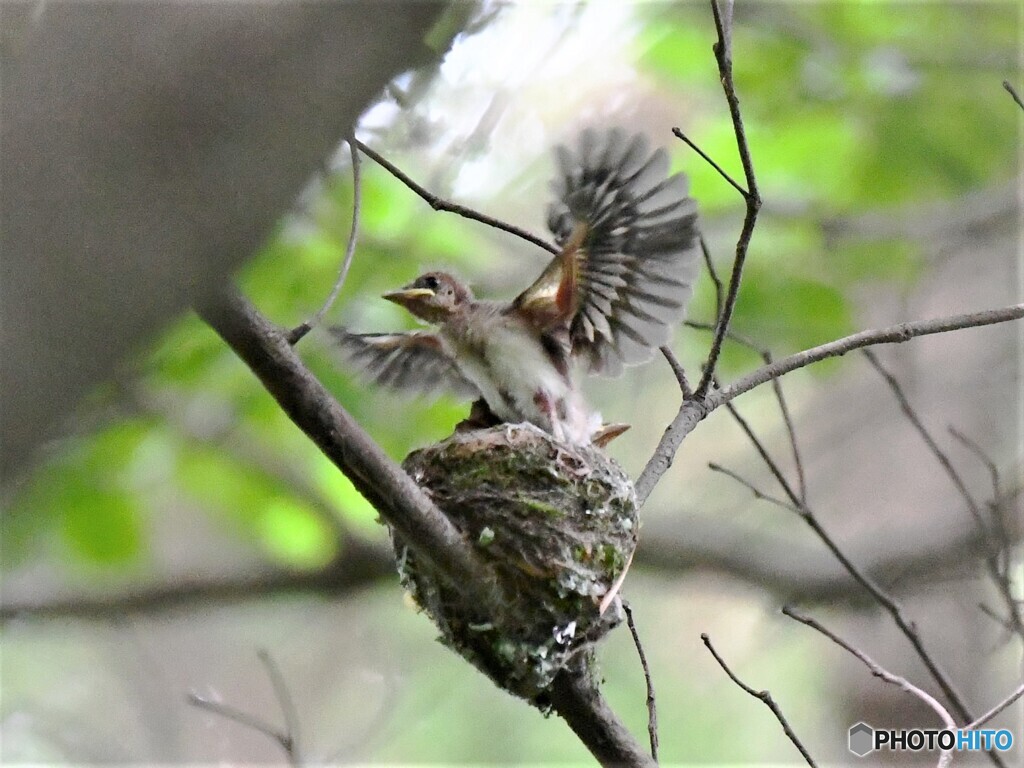 20210628　サンコウチョウの巣立ち-1