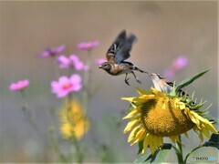20201025-3　アトリとヒマワリ