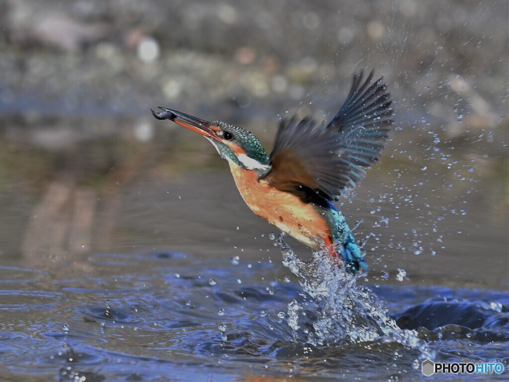 20210119　カワセミ（ダイビング）-3