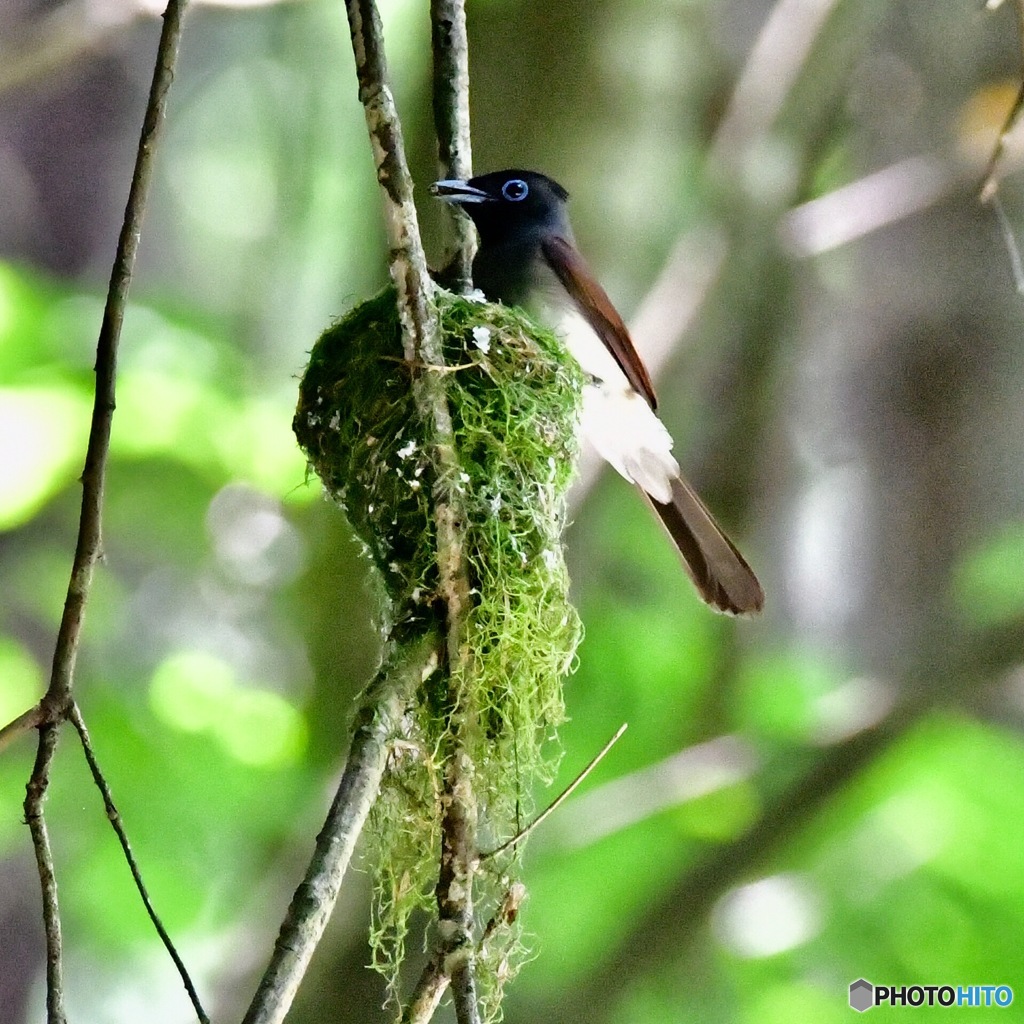 サンコウチョウのメス
