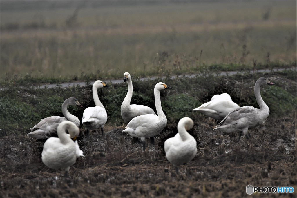 コハクチョウその1