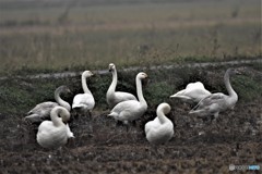 コハクチョウその1