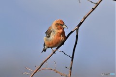 K峠のイスカその1