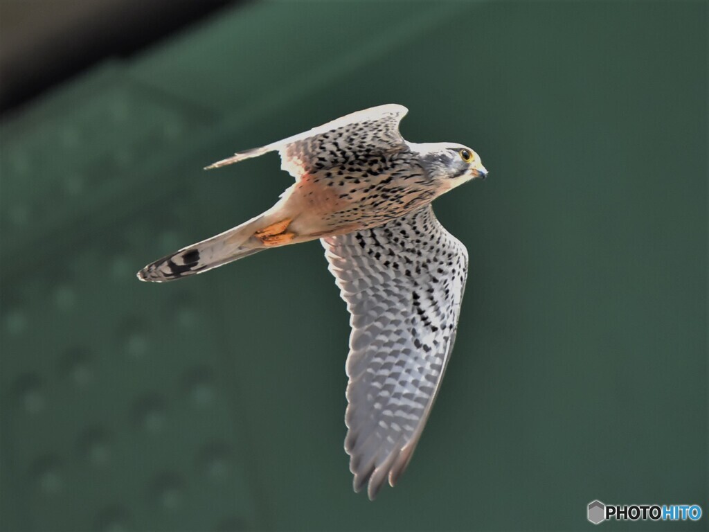 20210531　チョウゲンボウ-2