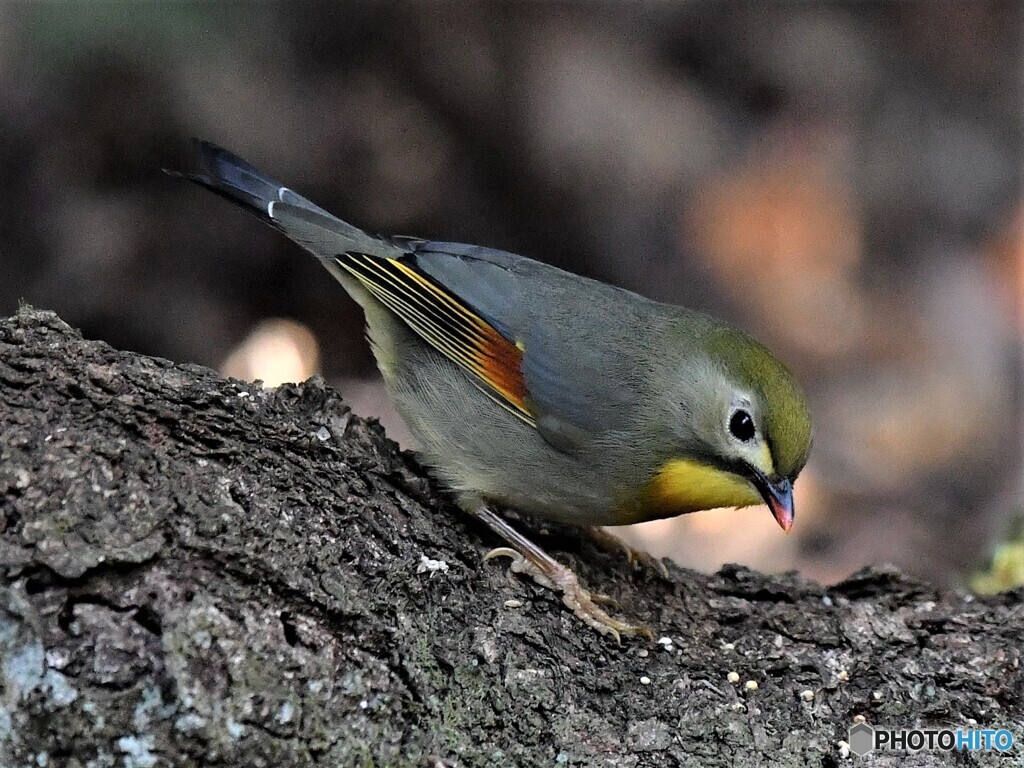 20201227　ソウシチョウ-4