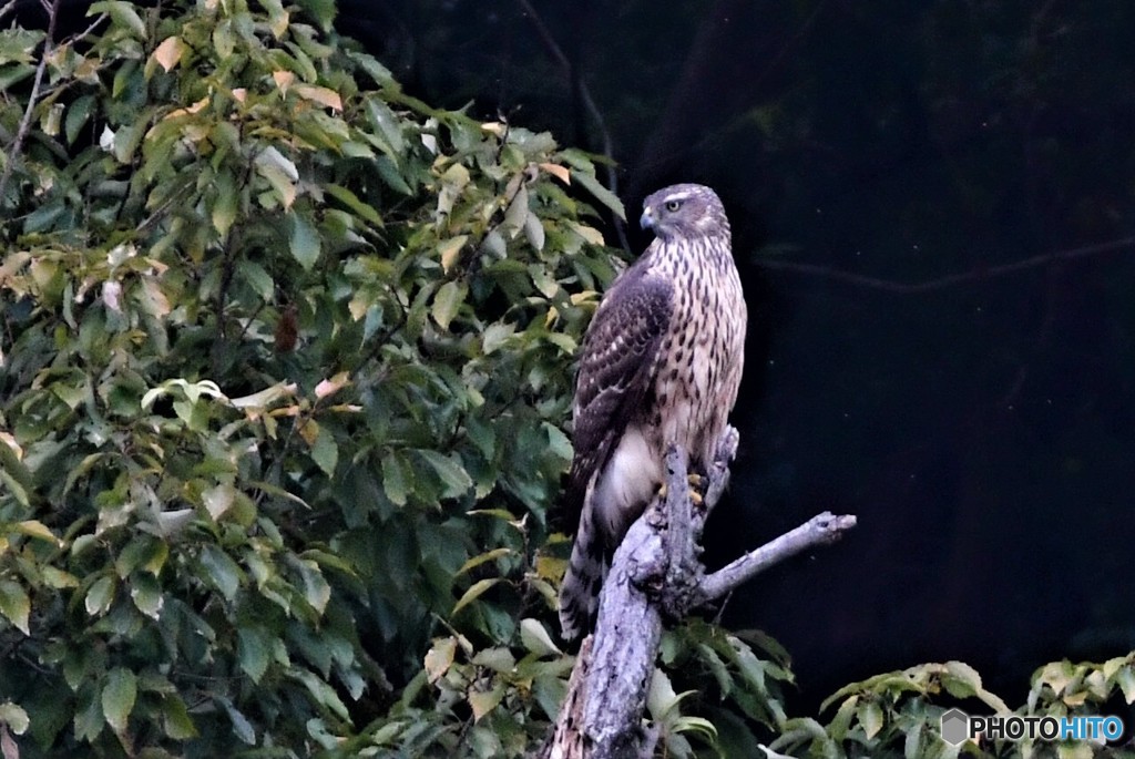 オオタカ（幼鳥）1