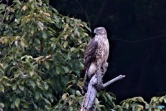 オオタカ（幼鳥）1