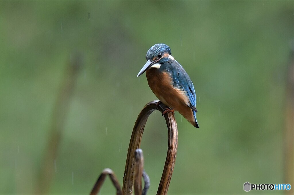 20191014　枯れ蓮カワセミ-1