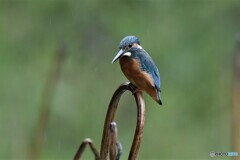 20191014　枯れ蓮カワセミ-1