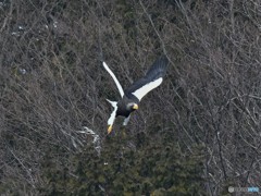 20190224-4　湖北のオオワシ