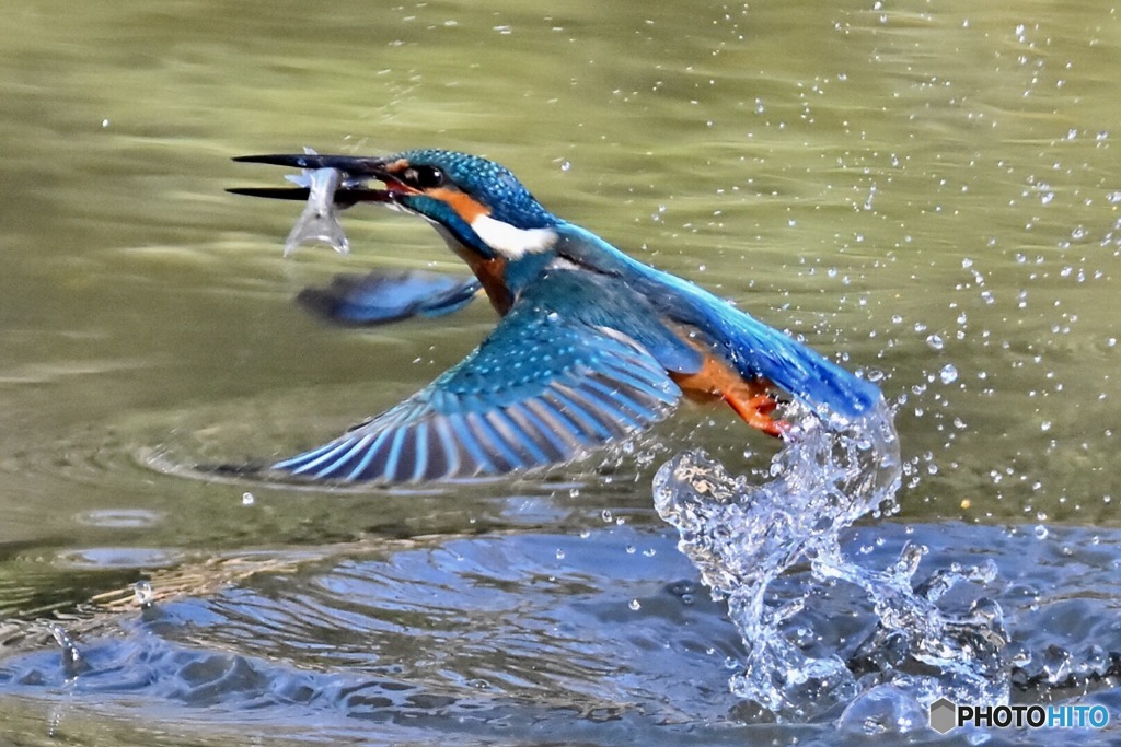 カワセミ♂