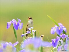 20210514　花菖蒲とオオヨシキリ-3