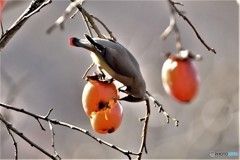 ヒレンジャクその4