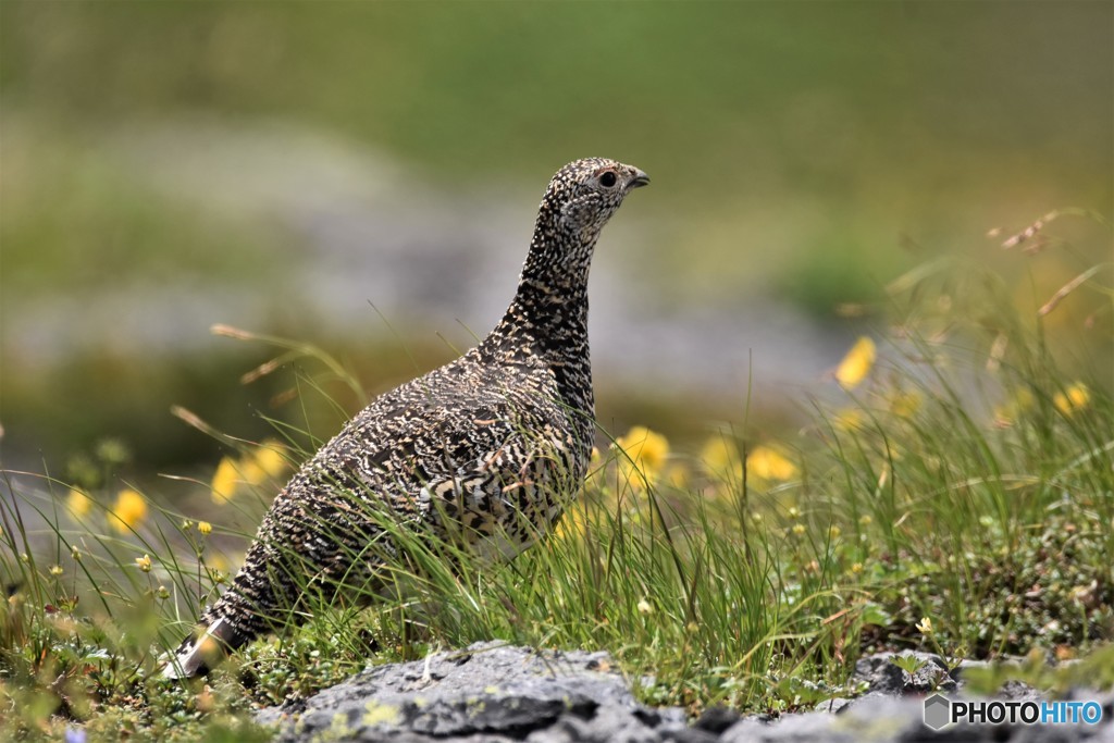 20180722－1 ライチョウ
