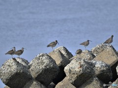 20190507-2　チュウシャクシギ