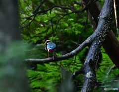 通称ブランコ