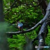 通称ブランコ