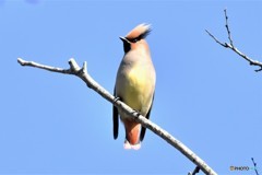 ヒレンジャクその1