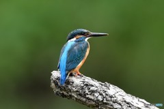20180520 カワセミ