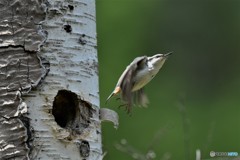 20180528-4 ゴジュウカラ