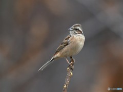 20190125　ホオジロ