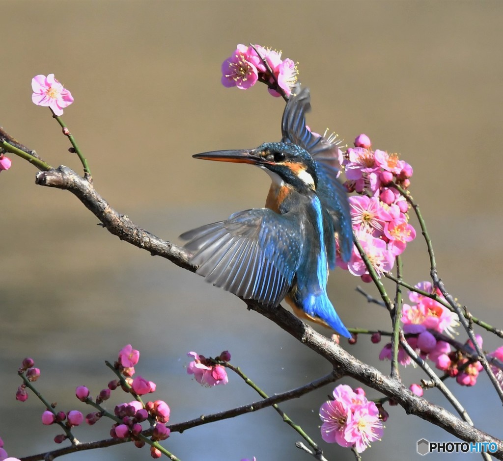 20190218－3　カワセミと梅花