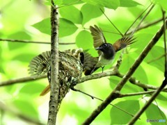 20190626　サンコウチョウ-3