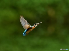 20190628　カワセミ-4