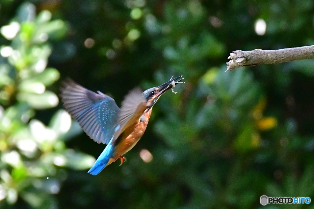 此れもまた‼️