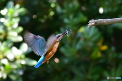 此れもまた‼️