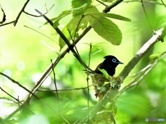 20190523-3　サンコウチョウ