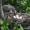 20190522-2　オオタカの雛