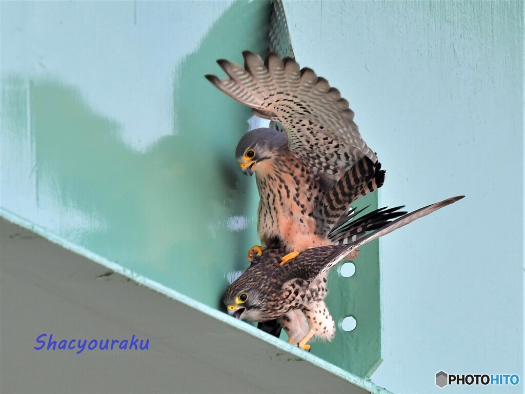 20220302　チョウゲンボウ愛の営み➀