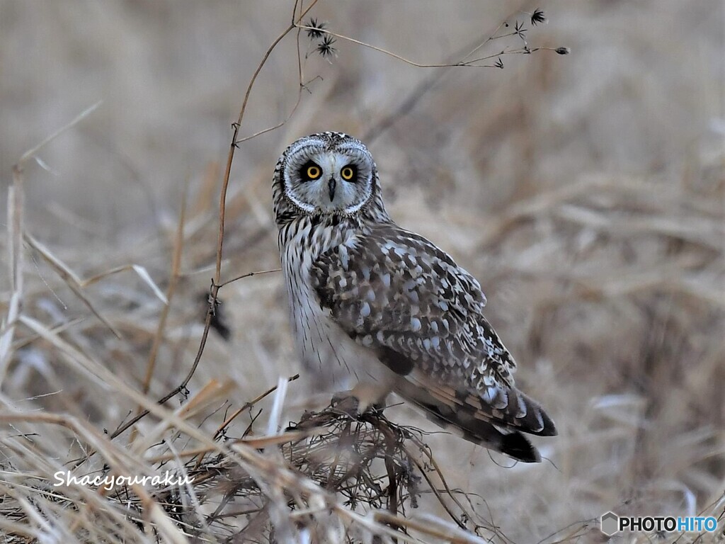 20220126　コミミズクの飛び出し➀