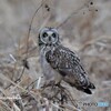 20220126　コミミズクの飛び出し➀