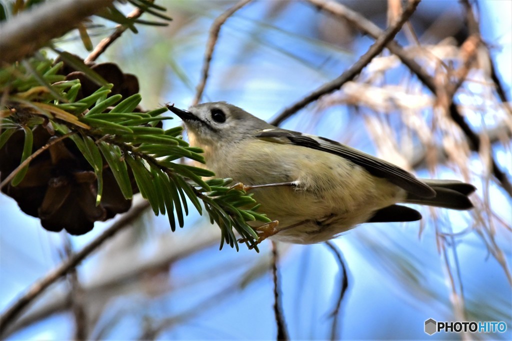今日のキクちゃん3