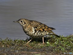 20190201-1　トラツグミ
