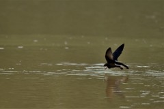 20180723-5 ハリオアマツバメ