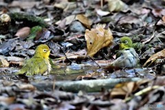 負けじとメジロさんも