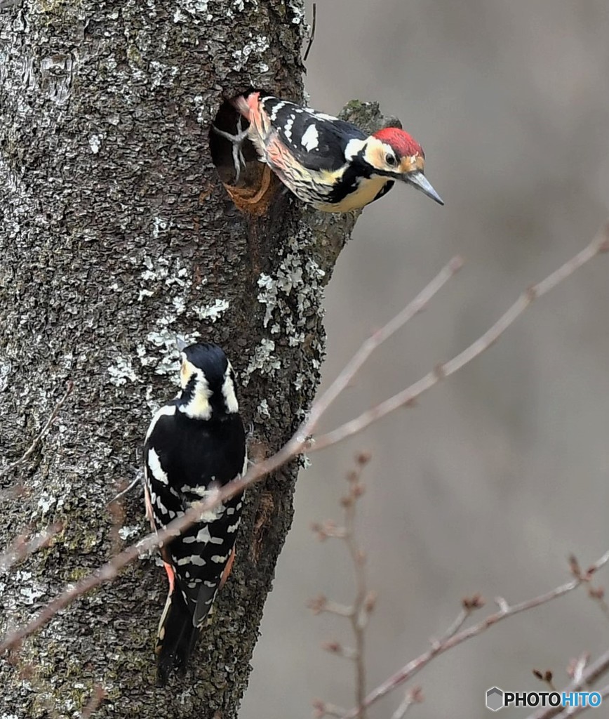 20190402-3　オオアカゲラ