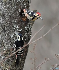 20190402-3　オオアカゲラ