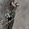 20190402-3　オオアカゲラ