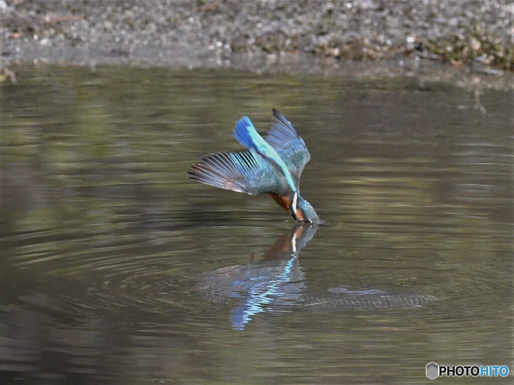 20200204　カワセミ-2