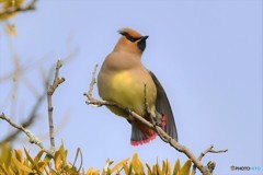 今日のヒレンジャクその3