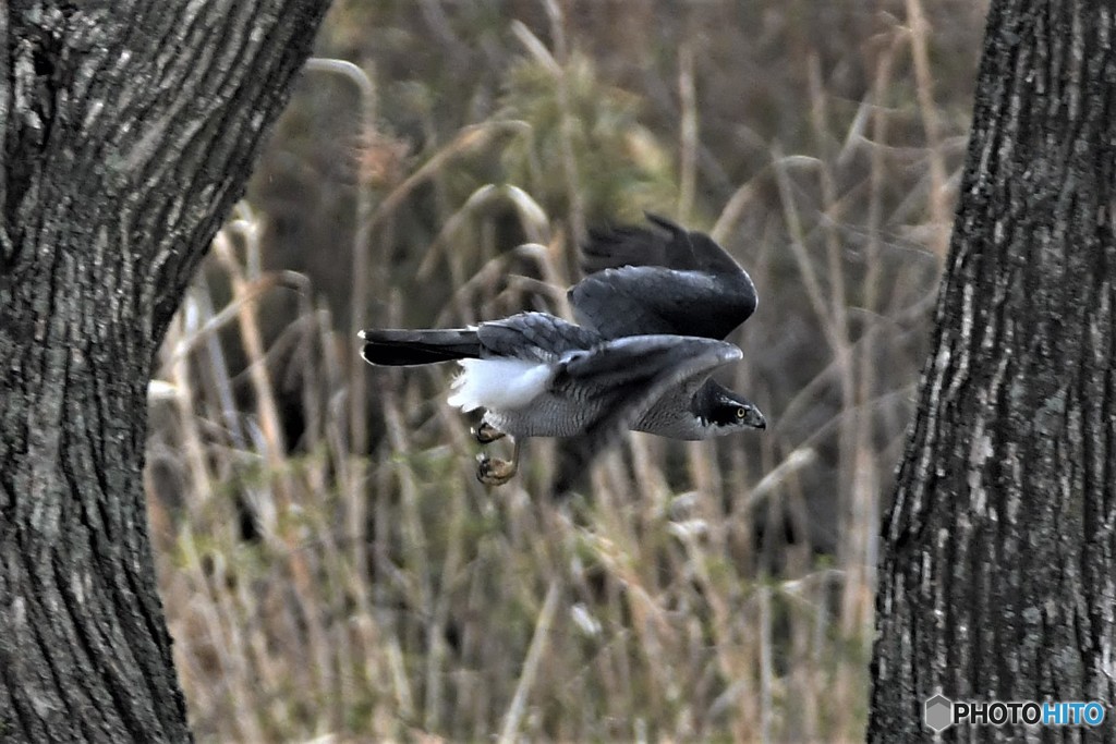 オオタカ 20180311-4
