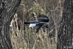 オオタカ 20180311-4