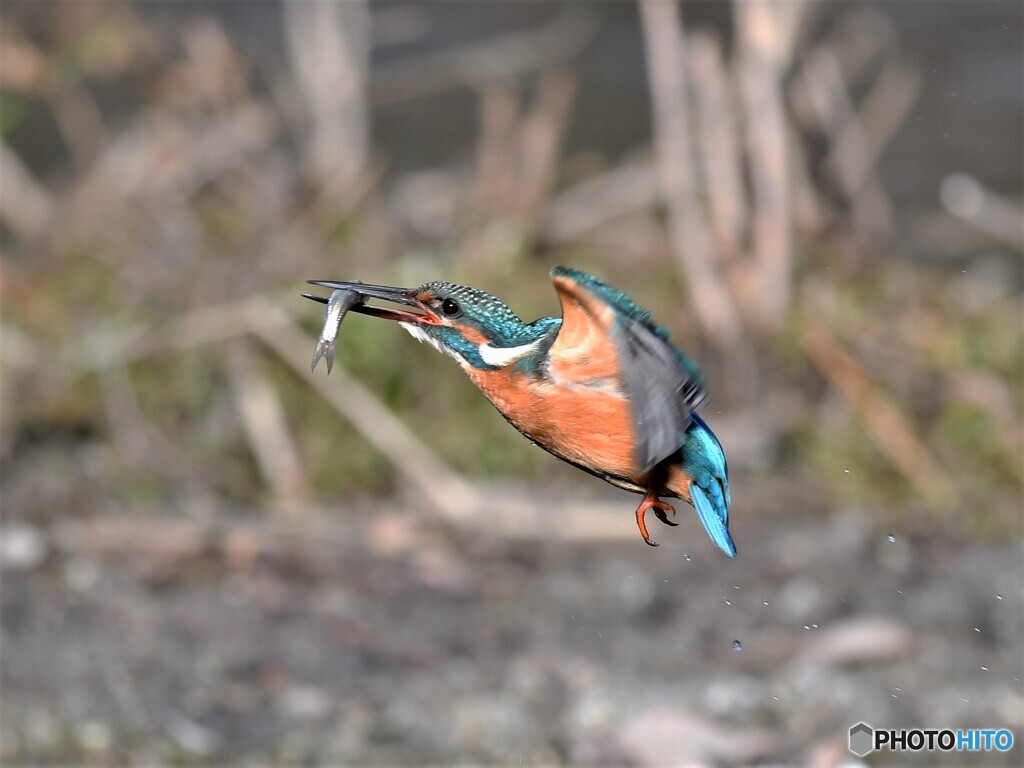 20210119　カワセミ（飛翔）-3