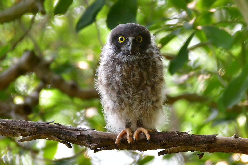 アオバズクの雛