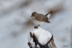 雪オジロビタキその5