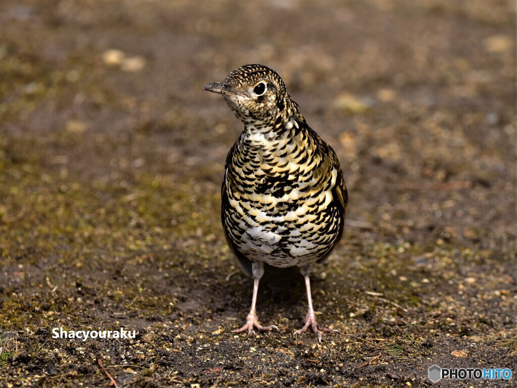 20220218　トラツグミ④